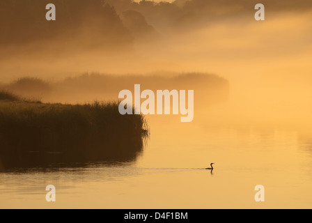 Silhouette der Pflanzen und Vogel im Sumpf Stockfoto