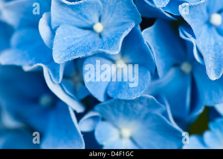 Nahaufnahme eines frostigen Hydrangea blüht Stockfoto