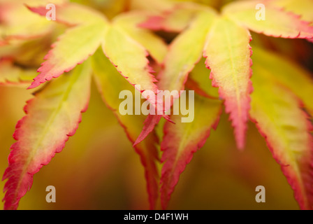 Nahaufnahme von Acer Palmatum Blätter Stockfoto