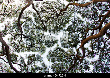 Silhouette von Baumkronen Stockfoto