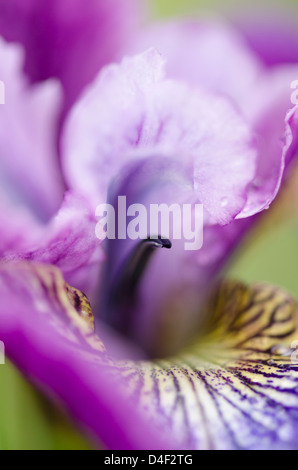 Nahaufnahme von Iris Blume Stockfoto