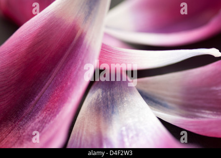 Nahaufnahme von Tulpe Blütenblätter Stockfoto