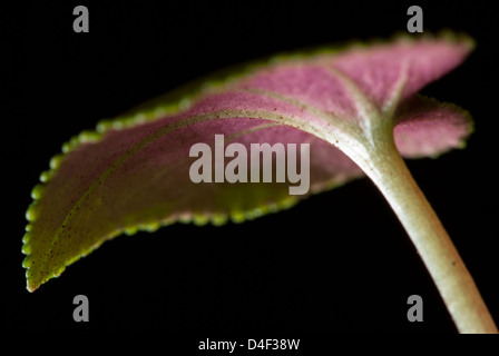 Nahaufnahme von Alpenveilchen Blatt Stockfoto