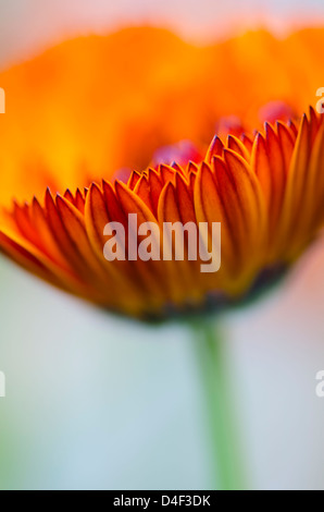 Nahaufnahme von Calendula Blume Stockfoto