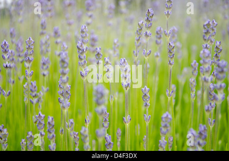 Nahaufnahme von Lavendel wächst im Feld Stockfoto