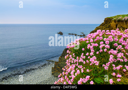 Sparsamkeit wächst auf einer Klippe im Cornborough Cliffs in der Nähe von Westward Ho!, Devon, England. Stockfoto