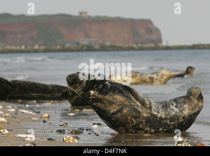 Graue Dichtungen auf Helgoland die kleinere Insel, genannt "Duene", Deutschland, 1. Juni 2008. Helgoland der Hauptinsel gliedert sich in drei Teile, die so genannte "Oberland", "Mittelland" und "Unterland". Die "Oberland" Felsen ragen mehr als 50m vom Meer entfernt. Helgoland ist Deutschlands einzige offene Meer Insel. Foto: Rainer Jensen Stockfoto