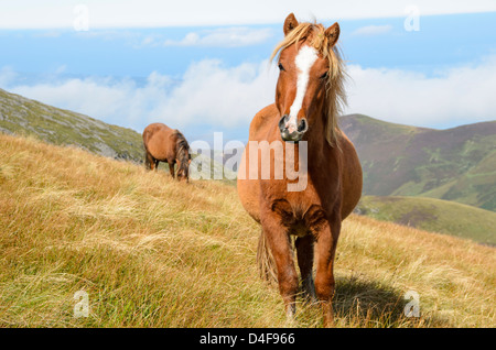 Pferde grasen frei auf Trommel hoch in die Carneddau Snowdonia Nord-Wales Stockfoto