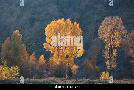 Herbstliche Bäume in ländlichen Landschaft Stockfoto