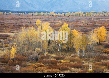 Herbstliche Bäume in ländlichen Landschaft Stockfoto