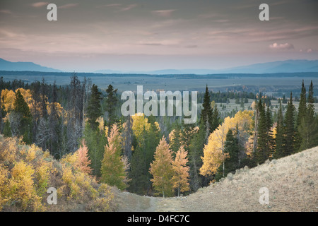 Herbstliche Bäume in ländlichen Landschaft Stockfoto