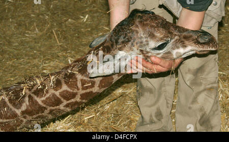 Neugeborene Giraffe Kalb "Bettina" kurz nach der Geburt im Serengeti Wildlife Park in Hodenhagen, Deutschland, 28. Juni 2008 abgebildet. Die dramatische Geburt dauerte zwei-und-ein-halb Stunden unter sieben Tierpfleger "Bettina" raus. Foto: Fabrizio Sepe Stockfoto