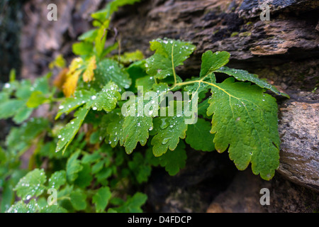 Regentropfen auf grüne Blätter Blatt Stockfoto