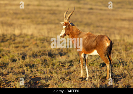 Die Blessböcke oder Blesbuck (Damaliscus Pygargus Phillipsi) ist eine Antilope endemisch in Süd-Afrika. Es hat ein charakteristisches weißes Gesicht. Stockfoto