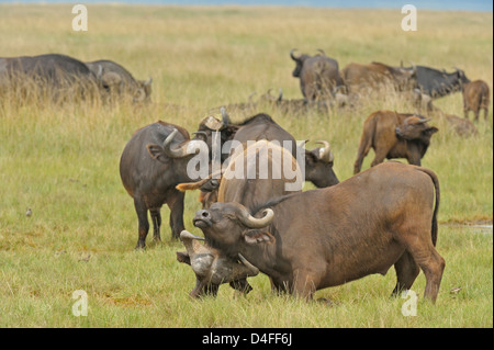 Junge afrikanische oder Kaffernbüffel (Syncerus Caffer) spielen kämpfen in Lake Nakuru National park Stockfoto