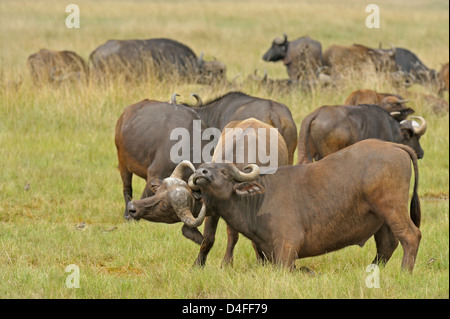 Junge afrikanische oder Kaffernbüffel (Syncerus Caffer) spielen kämpfen in Lake Nakuru National park Stockfoto