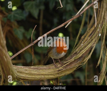 Peterborough, UK. 13. März 2013.  Frühlingshafte Wetter in Peterborough, Cambridgeshire, als ein Robin steht auf einer Ranke. Bildnachweis: Paul Marriott Photography / Alamy Live News Stockfoto