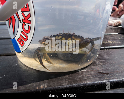 Krabbe gefangen in Eimer in Cromer ein Norfolk Badeort berühmt für seine Taschenkrebse England Stockfoto