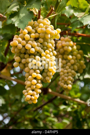 süße weiße Trauben der Rebe mit grünen Blättern hängen von Rebe Stockfoto