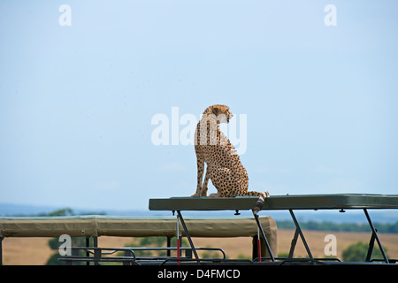 Geparden auf einen touristischen Fahrzeug in Masai Mara, Kenia, Afrika Stockfoto