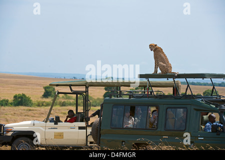 Geparden auf einen touristischen Fahrzeug in Masai Mara, Kenia, Afrika Stockfoto