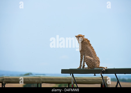 Geparden auf einen touristischen Fahrzeug in Masai Mara, Kenia, Afrika Stockfoto