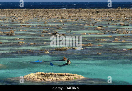 (Datei) - die Datei Bild vom 31. August 2004 zwei Touristen zeigt, wie sie am Great Barrier Reef vor der australischen Küste bei Ebbe in Australien Schnorcheln. Foto: Sebastian Widmann Stockfoto