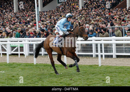 12.03.2013 - Cheltenham; Cheltenian, geritten von Richard Johnson auf dem Weg zum Start für die William Hill Supreme Novizen Hürde Grade 1. Bildnachweis: Lajos-Eric Balogh/turfstock.com Stockfoto