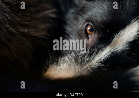 Hund Auge Stockfoto
