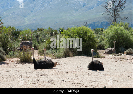 Vogel Strauß in der Karoo-Region in der Nähe von Oudtshoorn Südafrika Strauße Bauernhof Landwirtschaft wild Oudtshoorn südafrikanischen Stockfoto