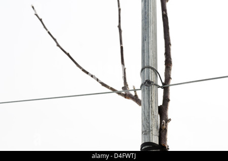 Nahaufnahme eines hohen Spindel Apfelbaum Wachstum Führungsstruktur Stockfoto