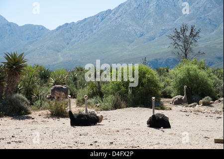 Vogel Strauß in der Karoo-Region in der Nähe von Oudtshoorn Südafrika Strauße Bauernhof Landwirtschaft wild Oudtshoorn südafrikanischen Stockfoto