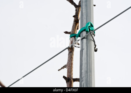 Nahaufnahme eines hohen Spindel Apfelbaum Wachstum Führungsstruktur Stockfoto