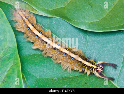 Behaarte braune Raupe Kratzen auf der grünen Blätter Stockfoto