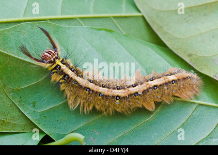 Behaarte braune Raupe Kratzen auf das grüne Blatt. Stockfoto