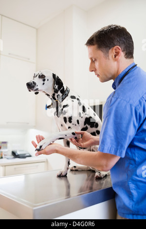 Tierarzt untersuchen Hund Tierarzt Chirurgie Stockfoto