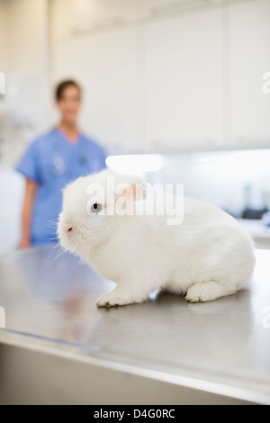 Hase sitzend am Tisch in der Tierarzt-Chirurgie Stockfoto