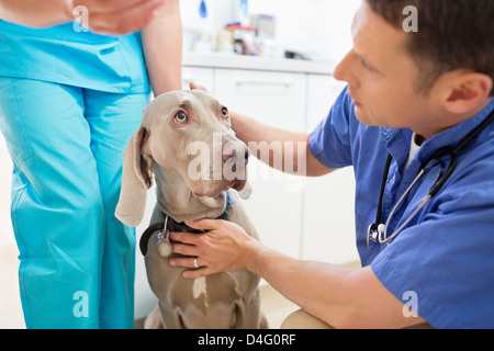 Tierärzte untersuchen Hund Tierarzt Chirurgie Stockfoto