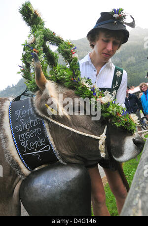 Markus Schäfer führt seine Kranz-Kuh nach unten ins Tal Hinterstein, Deutschland, 11. September 2008. Während der sogenannten Almabtrieb, das Laufwerk von der Alm sind Herden zu ihren Ställen hinunter in das Tal geführt. Ein paar tausend Rinder, die den Sommer in den Alpen verbracht haben, werden in den kommenden Wochen zurück ins Tal geholt. Für den Fall, dass gab es keine Unfälle während Stockfoto