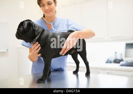 Tierarzt untersuchen Hund Tierarzt Chirurgie Stockfoto