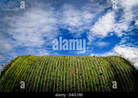 Rundballen von frisch geschnittenem Heu in der Nähe auf der Suche um Himmel an heißen sonnigen Tag Stockfoto