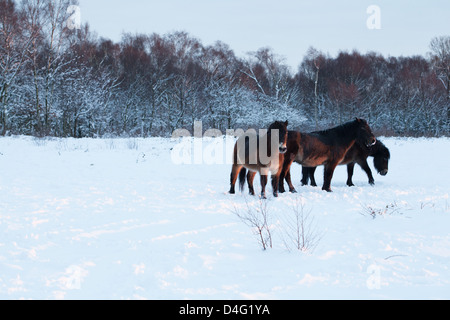 Drei Exmoor Ponys in einem verschneiten Sutton Park bei Sonnenuntergang Stockfoto