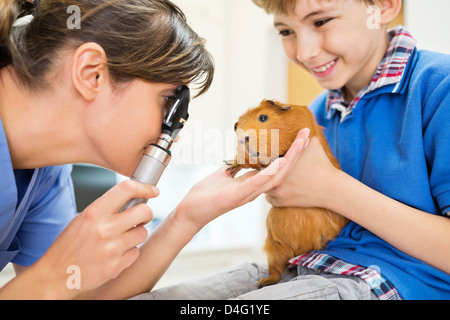 Boy Holding Meerschweinchen Tierarzt Prüfung Stockfoto