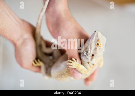 Nahaufnahme von Tierarzt hält Eidechse Stockfoto