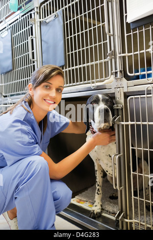 Lächelnde Tierarzt platzieren Hund im Zwinger Stockfoto