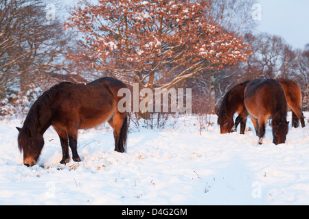 Drei Exmoor Ponys in einem verschneiten Sutton Park bei Sonnenuntergang, Sutton Coldfield, West Midlands. Stockfoto