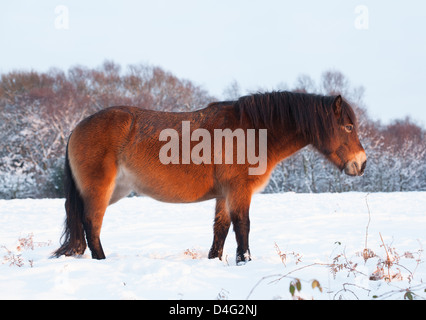 Exmoor Pony in einem verschneiten Sutton Park bei Sonnenuntergang, Sutton Coldfield, West Midlands. Stockfoto