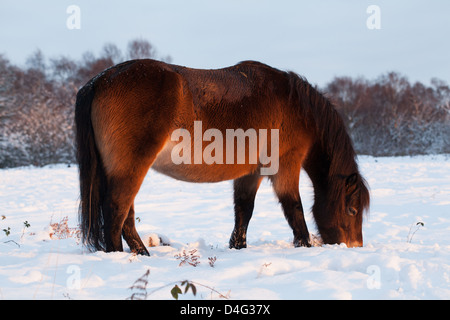 Exmoor Pony in einem verschneiten Sutton Park bei Sonnenuntergang, Sutton Coldfield, West Midlands. Stockfoto