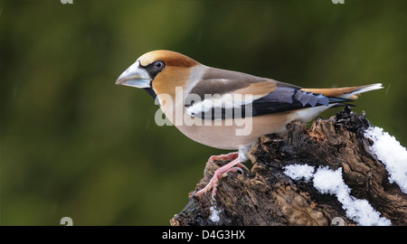 Kernbeißer im Schnee Stockfoto