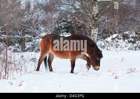 Exmoor Pony in einem verschneiten Sutton Park bei Sonnenuntergang, Sutton Coldfield, West Midlands. Stockfoto